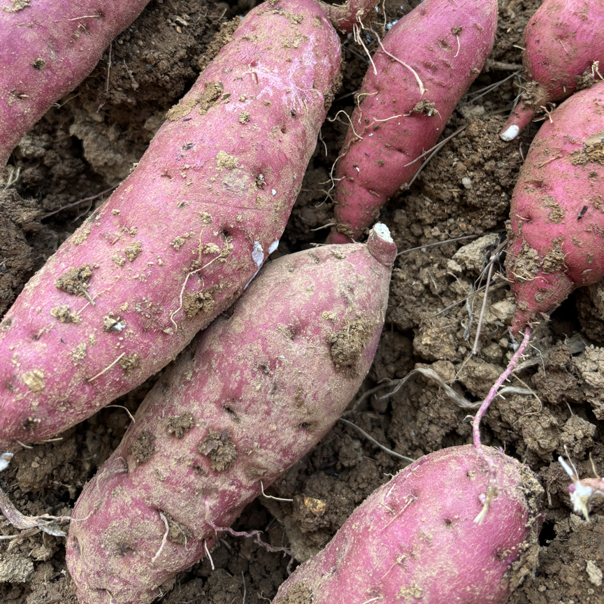 贵州高山本地红薯 奶浆苕 红皮白心 粉面流油甜