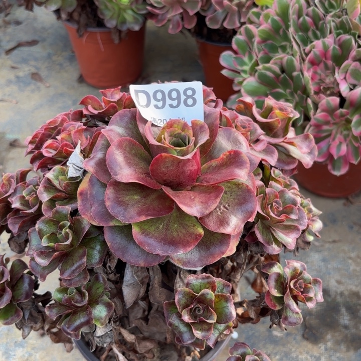 瑞妈多肉植物998.