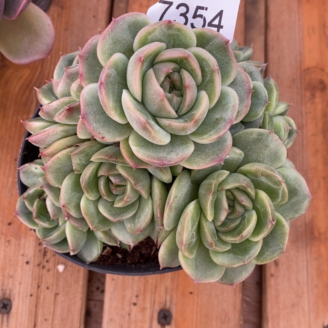 倚****杂交精品多肉7354~12厘米