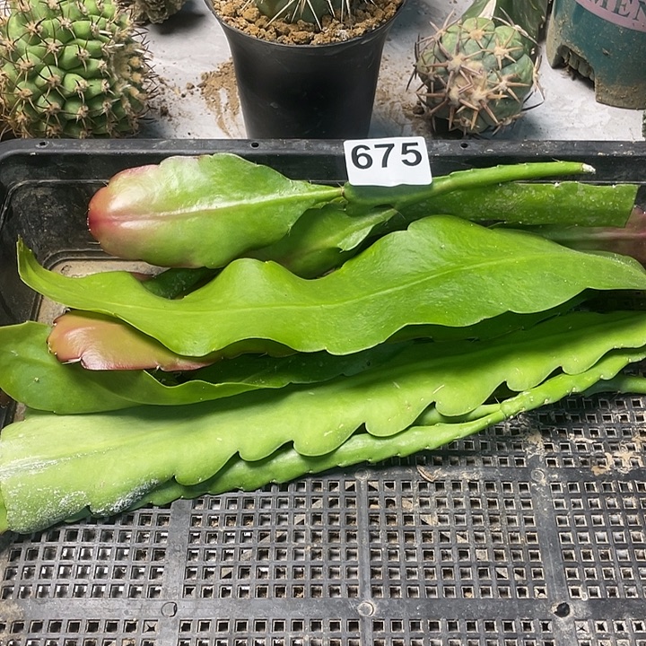 完全开放675令箭一筐