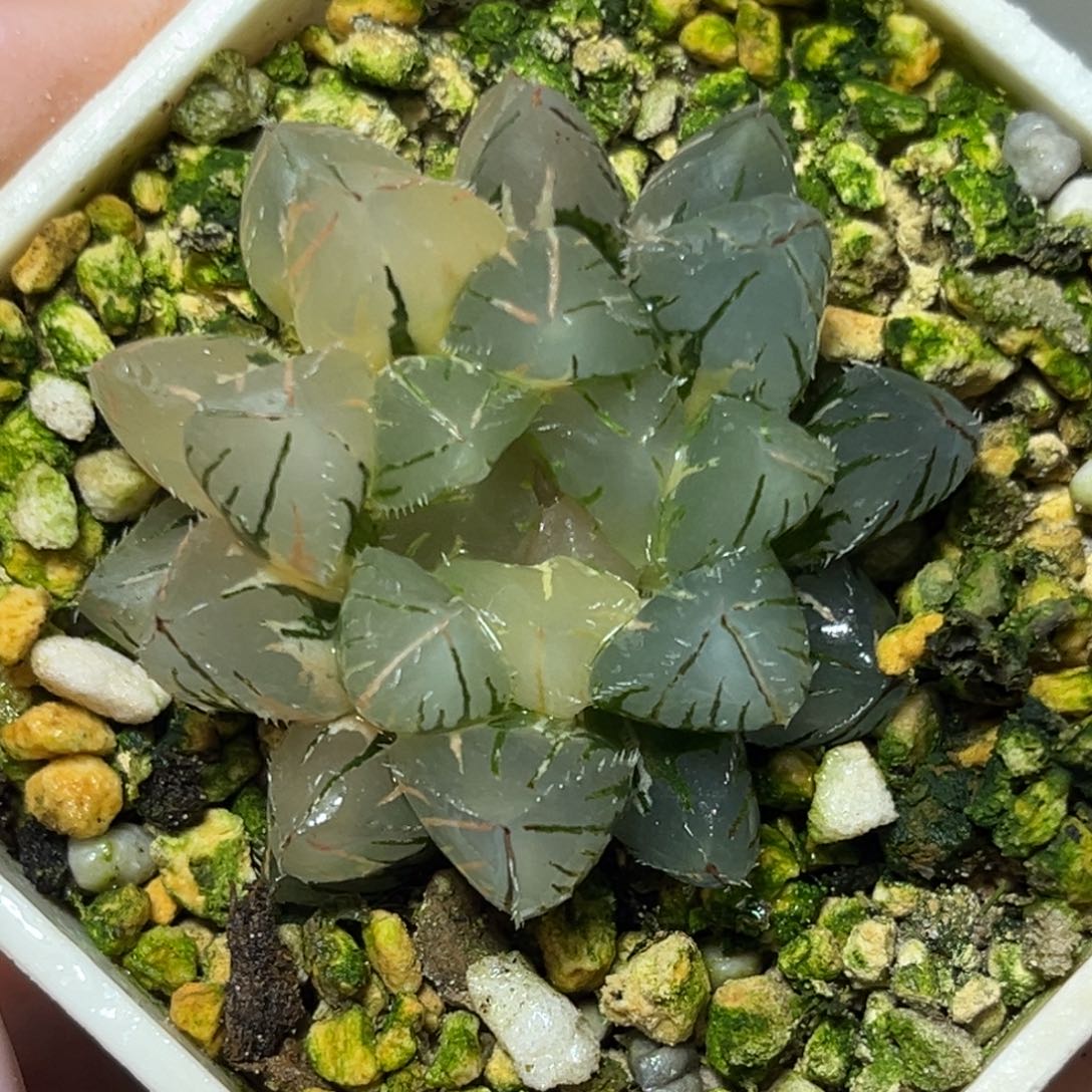 恭喜发财大吉大利601多肉