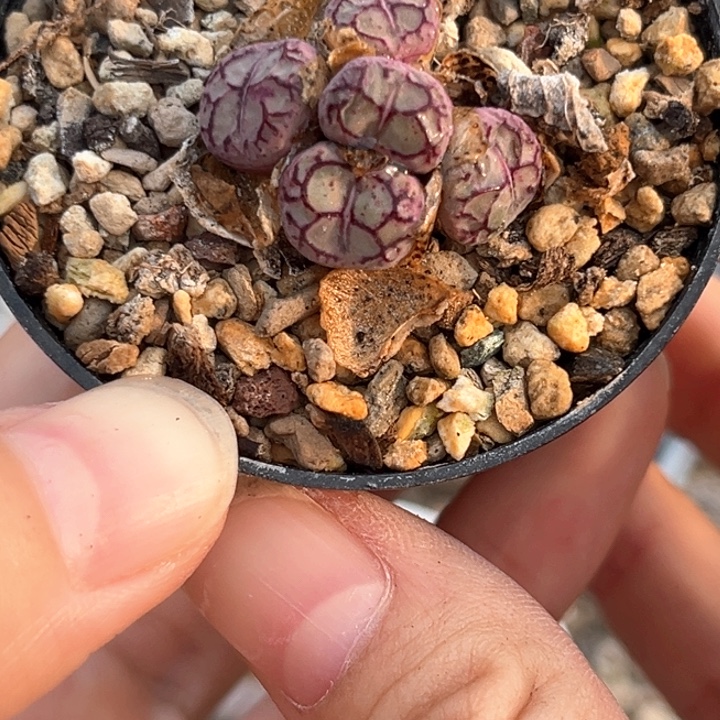 毛***美一颗255号一颗肉锥