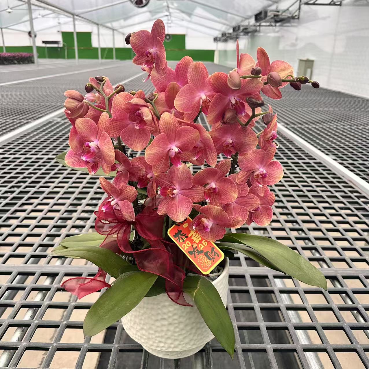【欣欣向荣】精品蝴蝶兰 粉色花型 室内精品观赏 真花