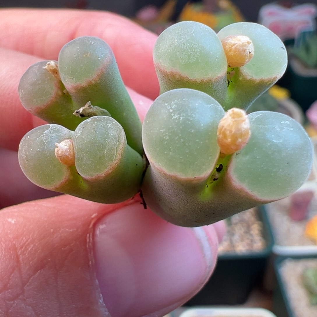 86号1804.2群生母本……