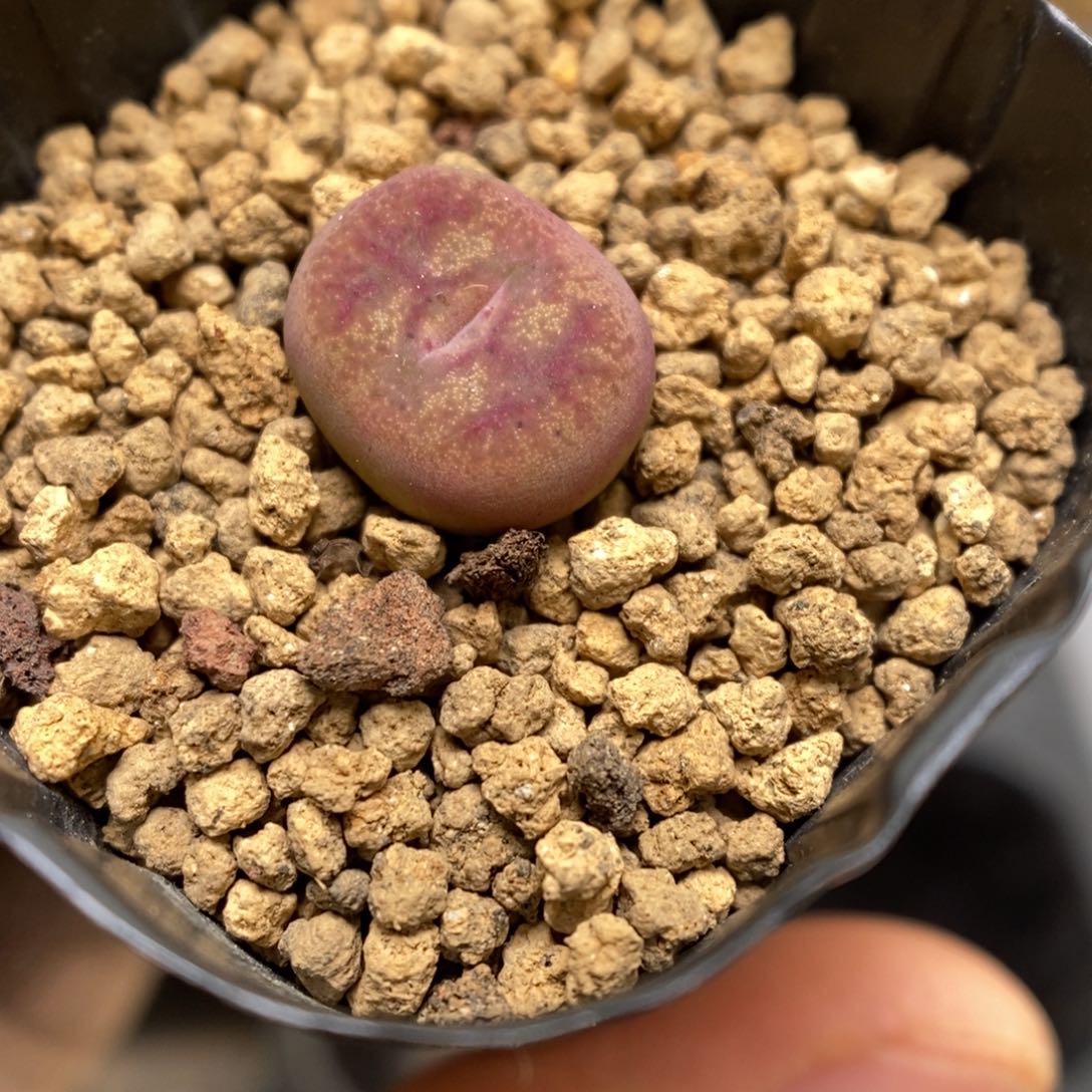 多肉植物肉锥杂交K-3534