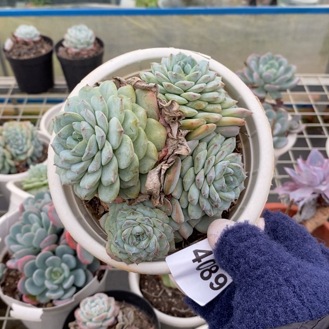 4089冰魄老桩一物一拍