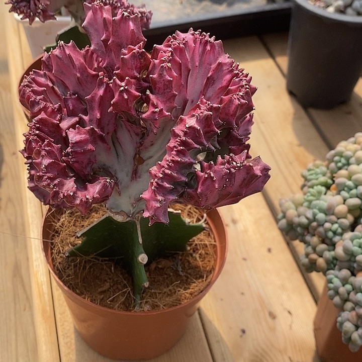 春峰缀，福利多多哦