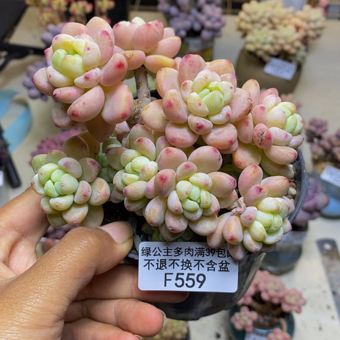 559樱花罗琦多肉9c m