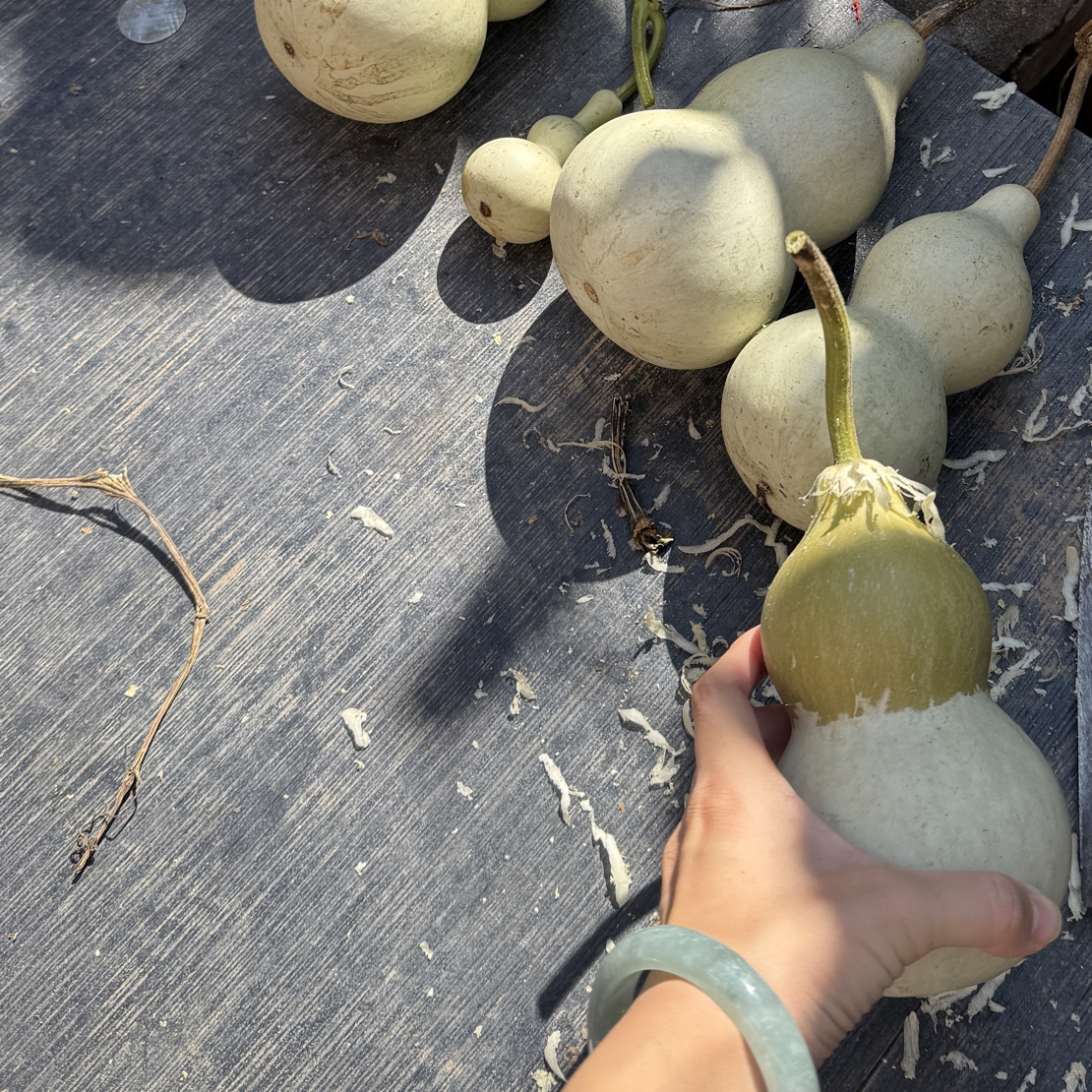 直播选款天然葫芦随机拍随机发