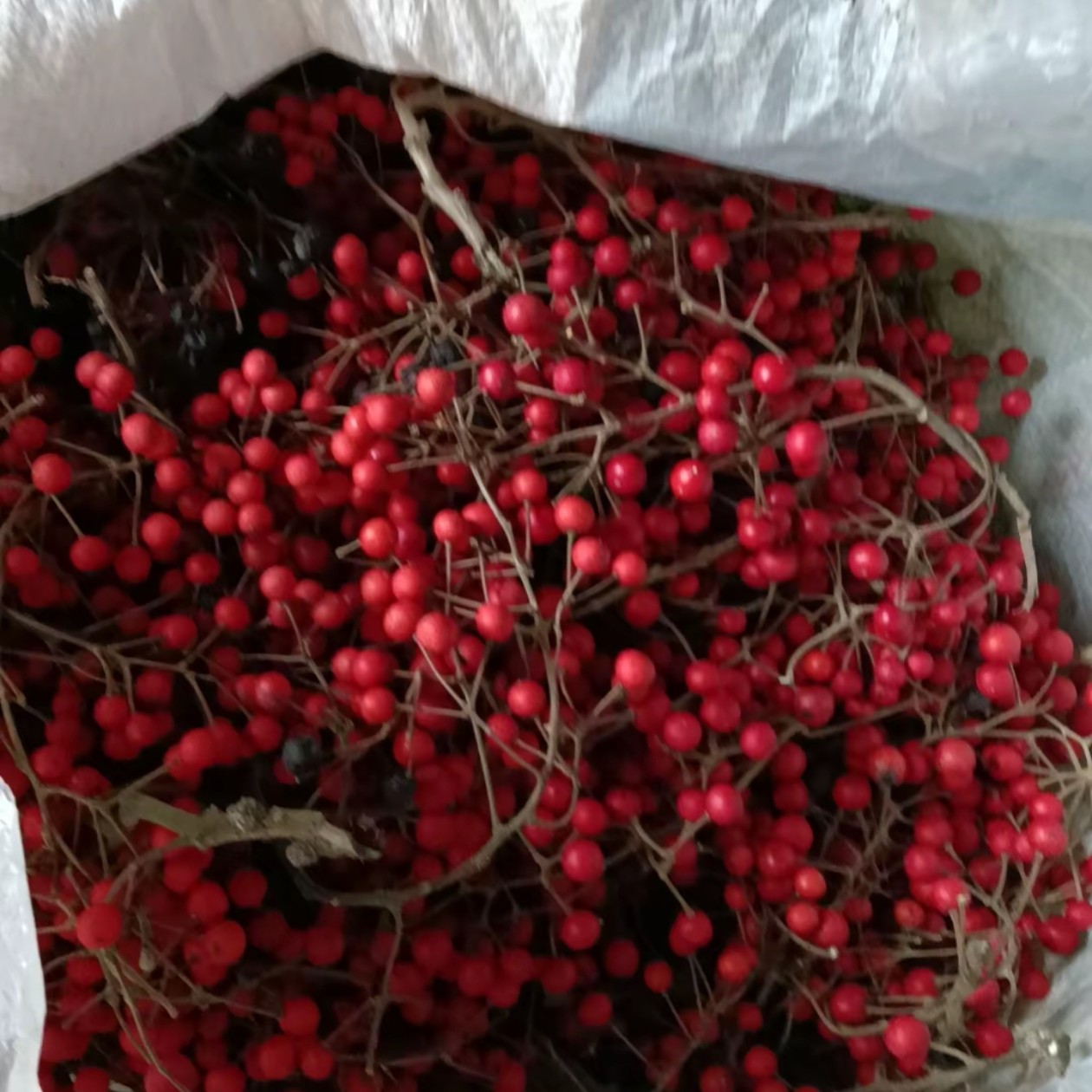 山桐子人工训化优质苗适合荒山荒地闲置地种植