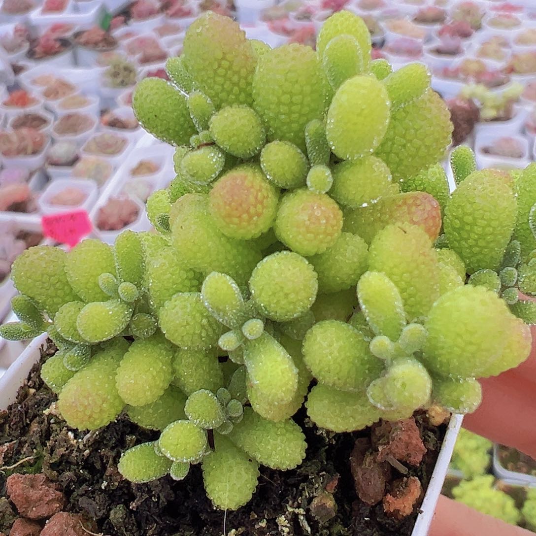 翡翠枝干19包邮多肉