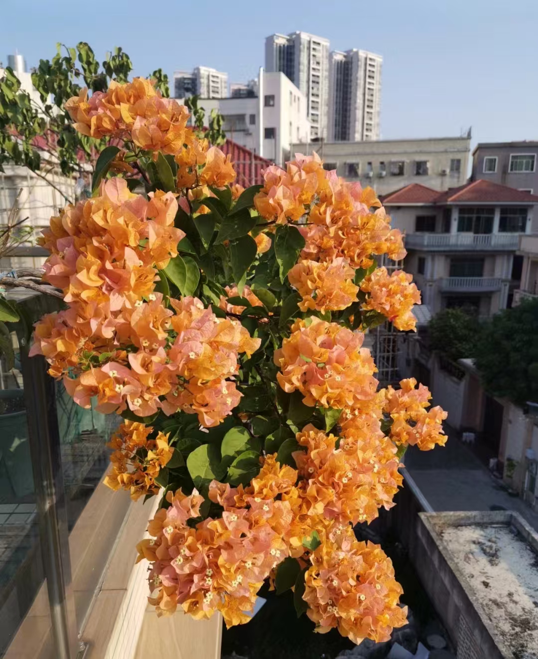 等你【16.88三角梅】1加仑盆室内室外种植好养爬藤盆栽花卉--单盆