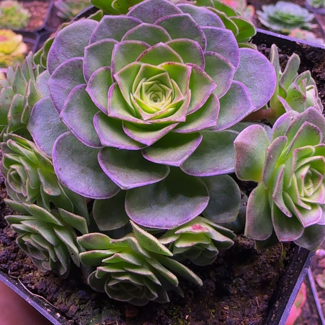 花未央捧花13434646868686868