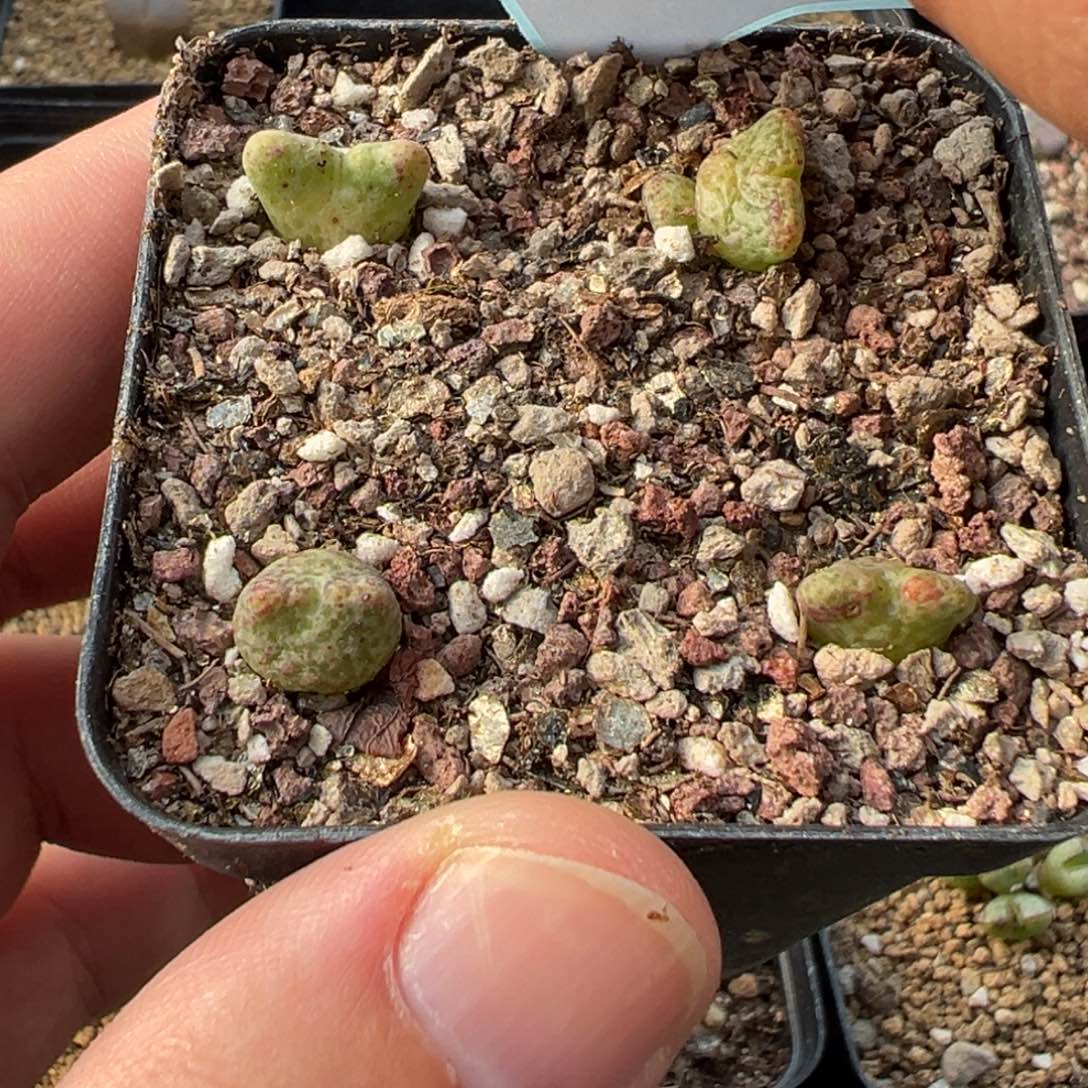 28-36黄金鹿角斑马多肉