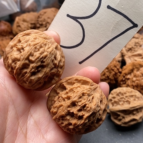 桃核吊坠40全品太行血狮子
