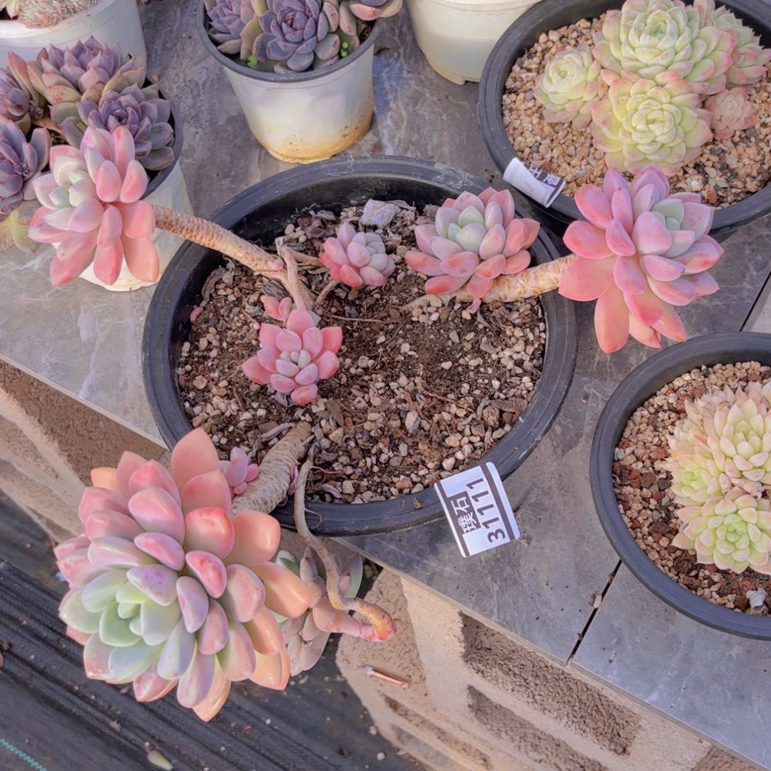 花斑鹿31111不包整多肉