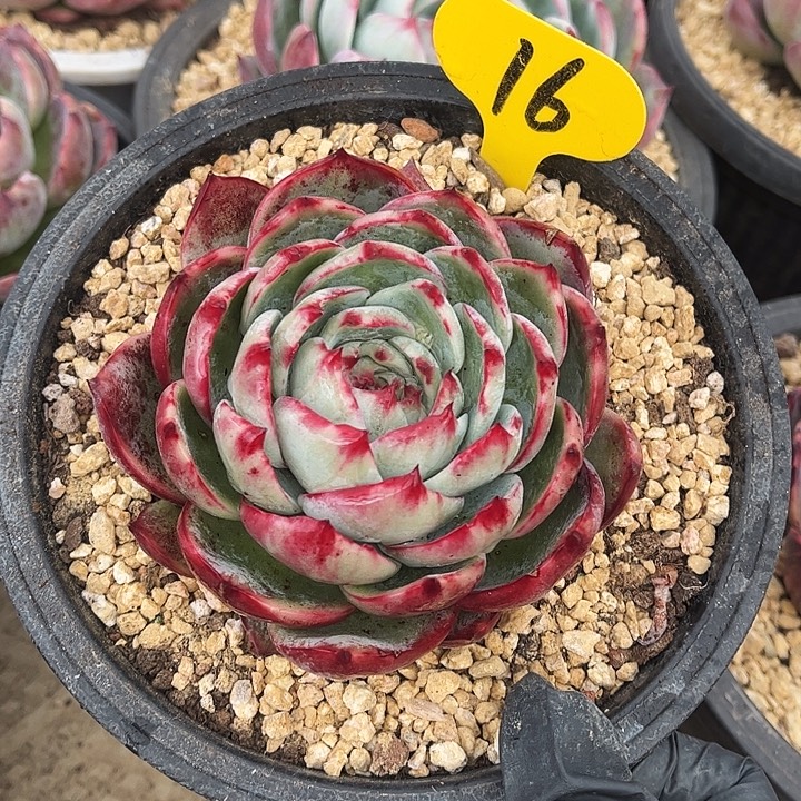 ‘***_惊鸿仙子一物一拍，10厘米左右