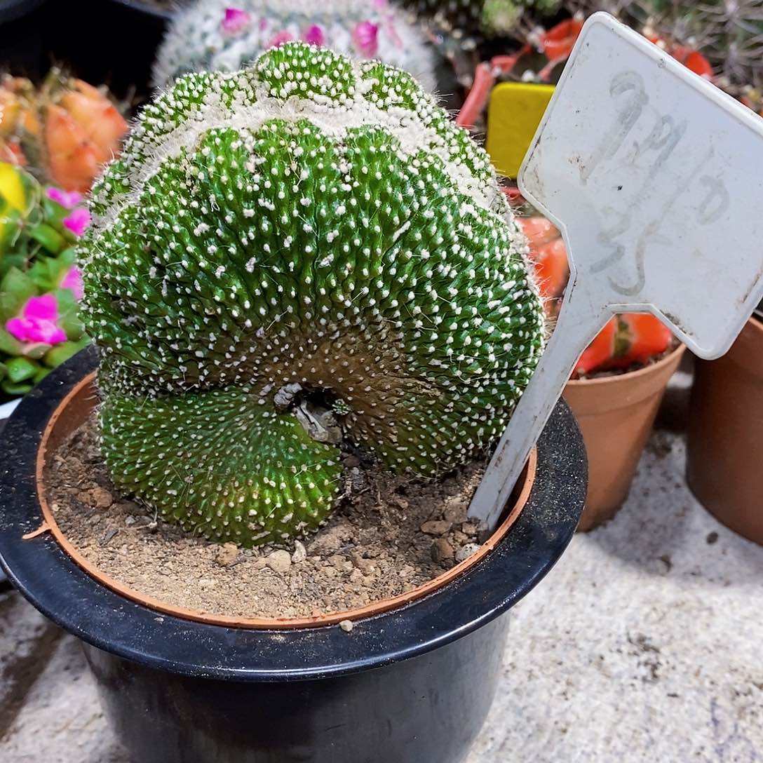 棉袄111111111111111个