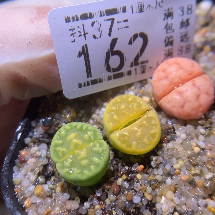 精品生石花37.162