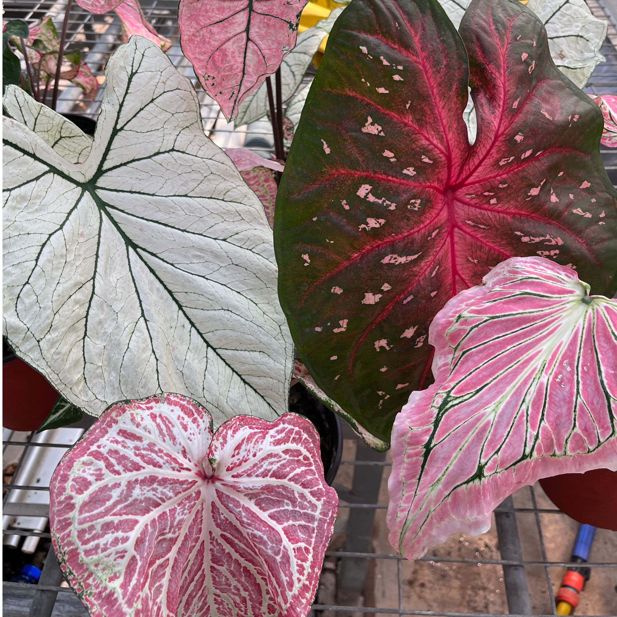 【新疆包邮】彩叶芋种球  