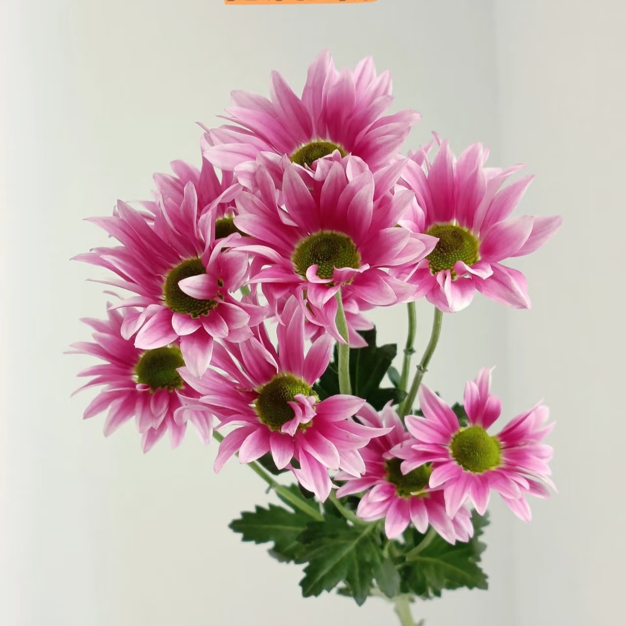 （花洒摇滚）基地直发雏菊鲜花适合家居表白花期长可水养插花