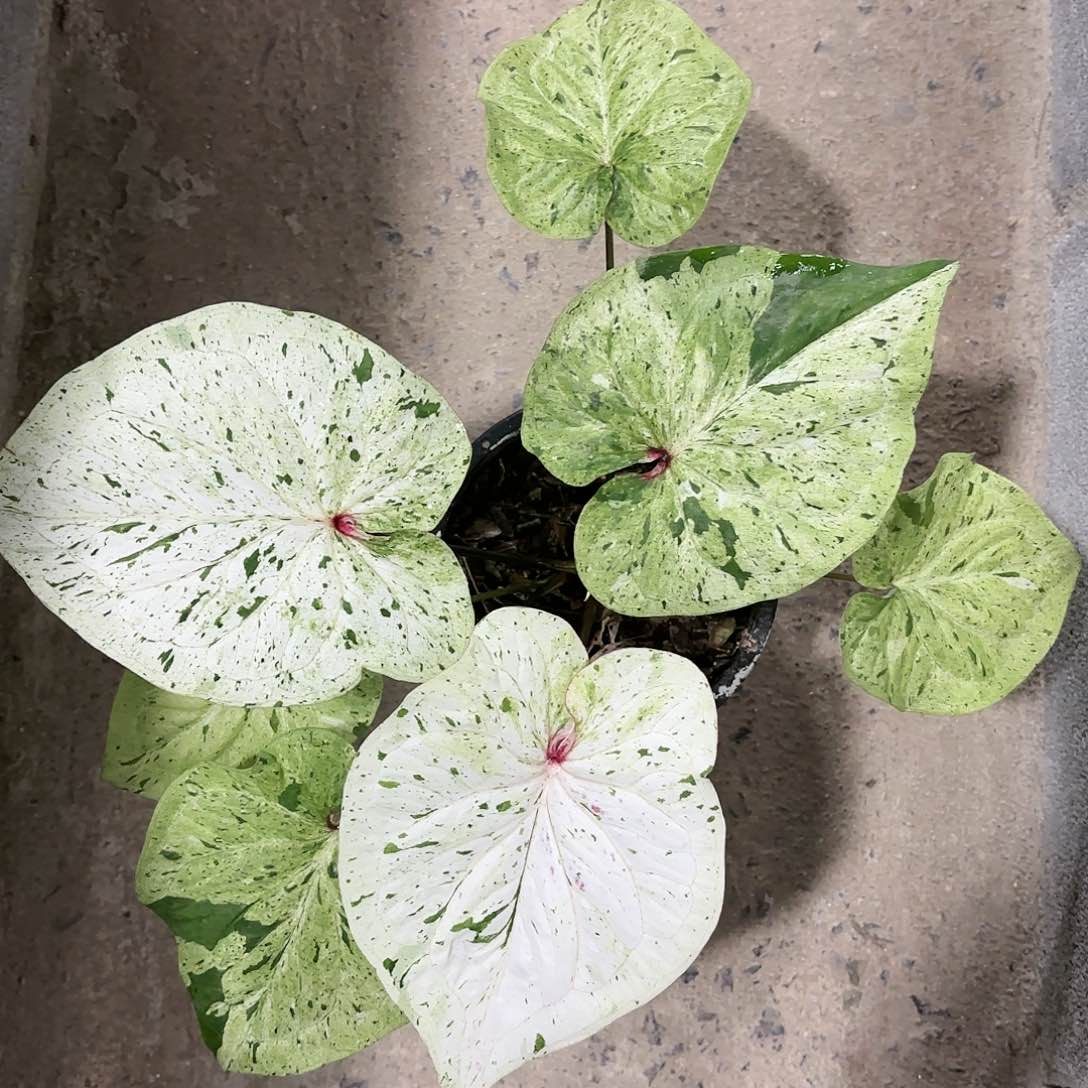 61-0120薄荷糖彩叶芋泰国发货