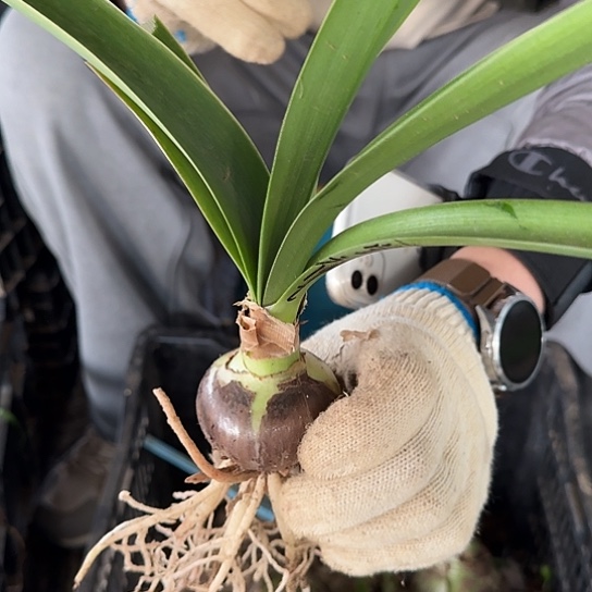 爱神2号5.5厘米 开花不对版