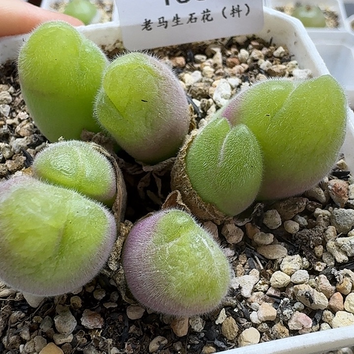 老马生石花毛翠滴1532