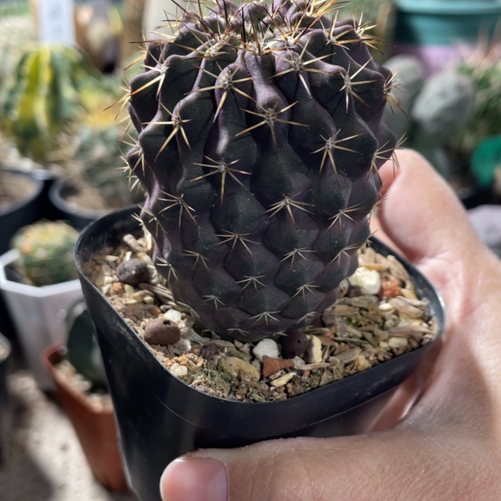 龙爪球实生杂交的