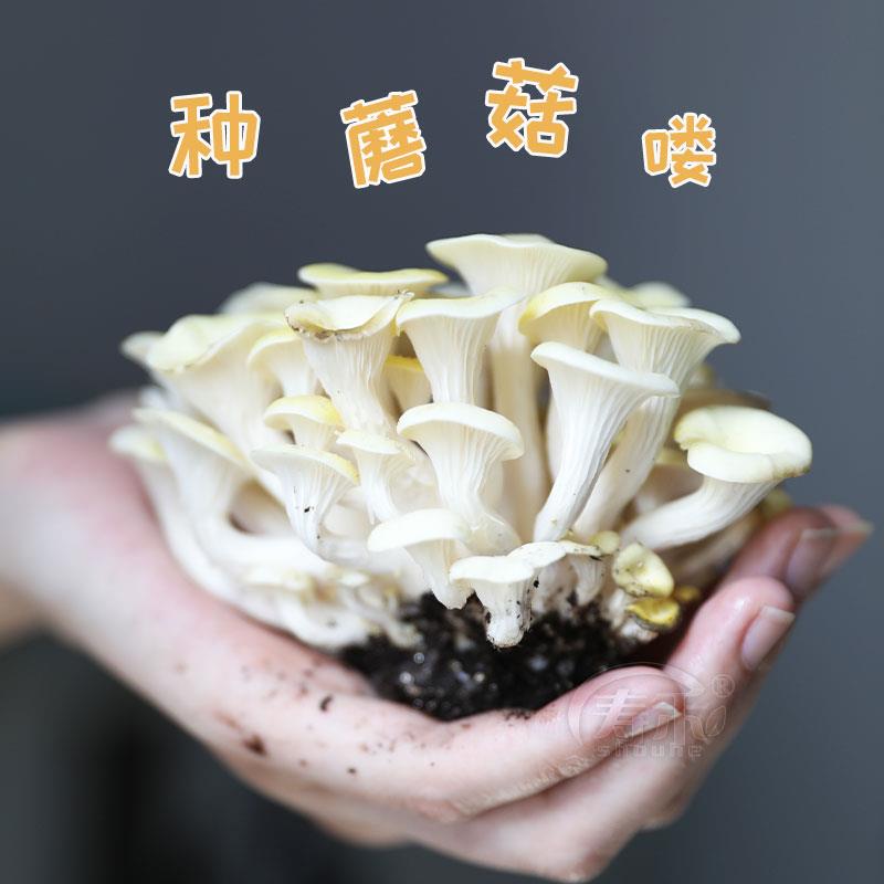 蘑菇种植包家种菌种菌包平菇香菇灵芝磨菇种批发可食用自种金针菇