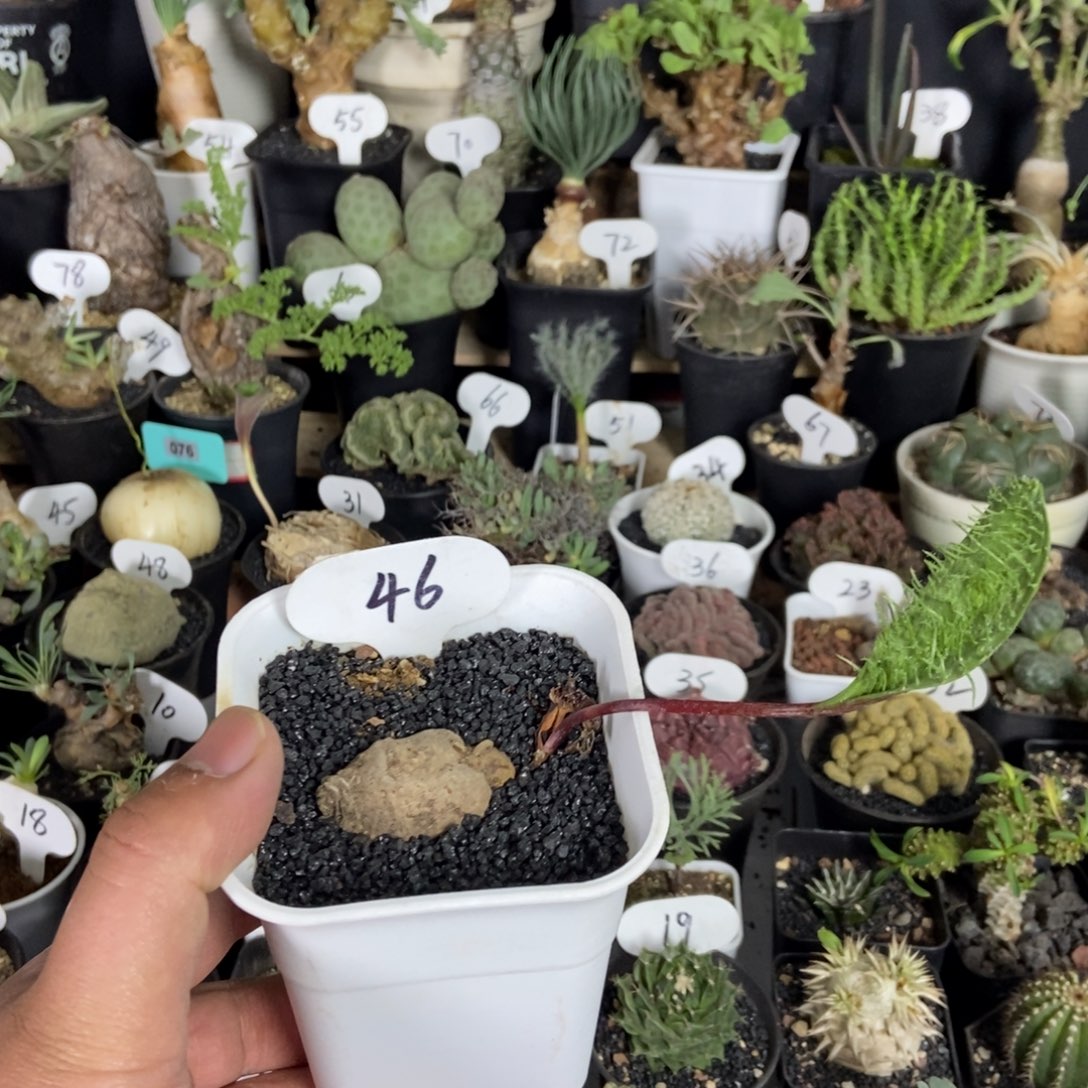 p***y毛刷子一个一物一拍