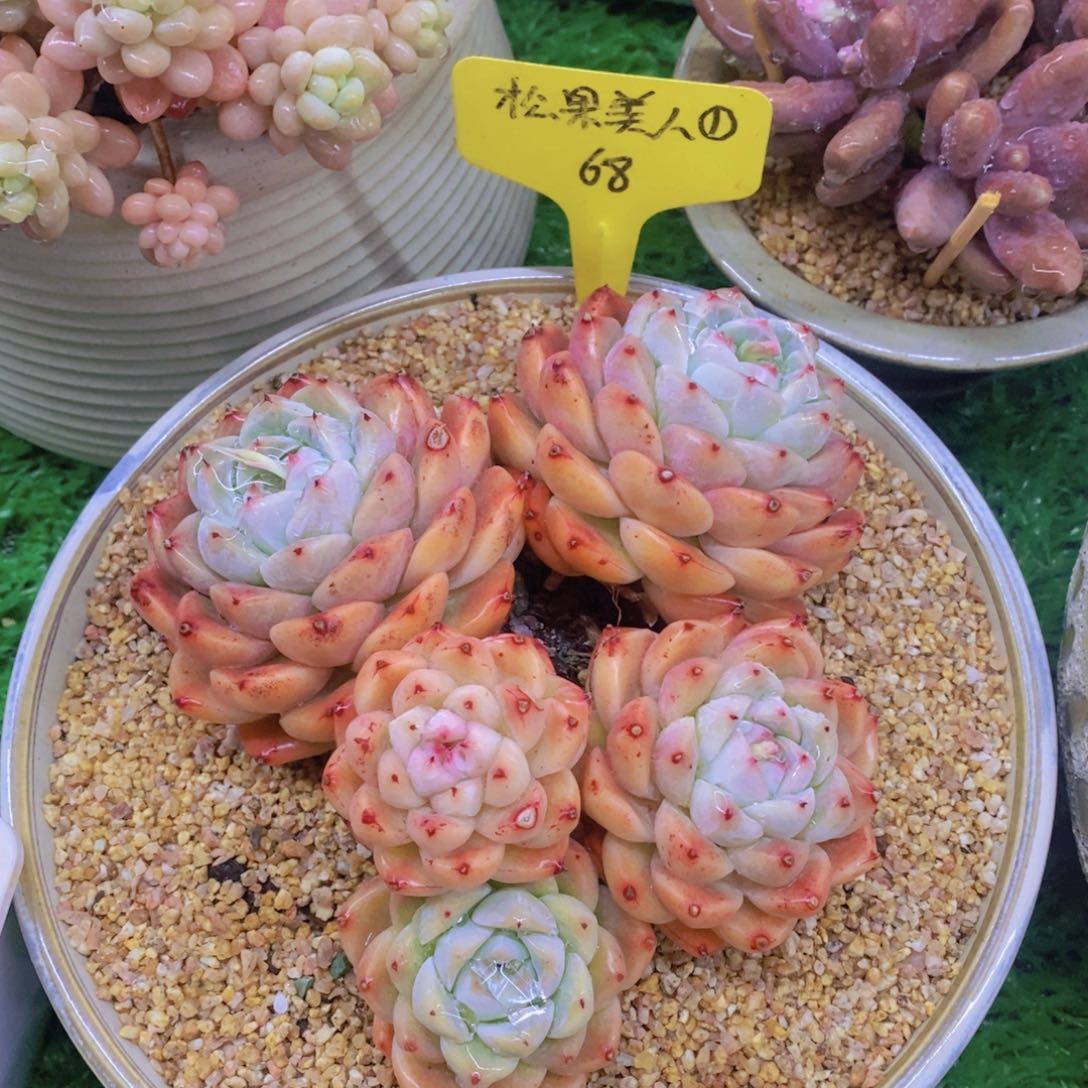 骑***?开心多肉植物多肉