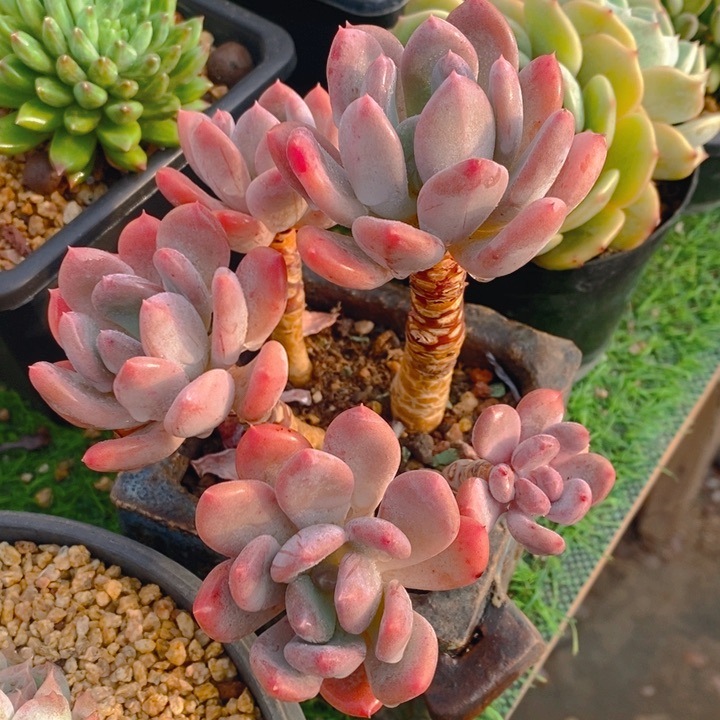 一*一多肉乐园精品灰姑娘