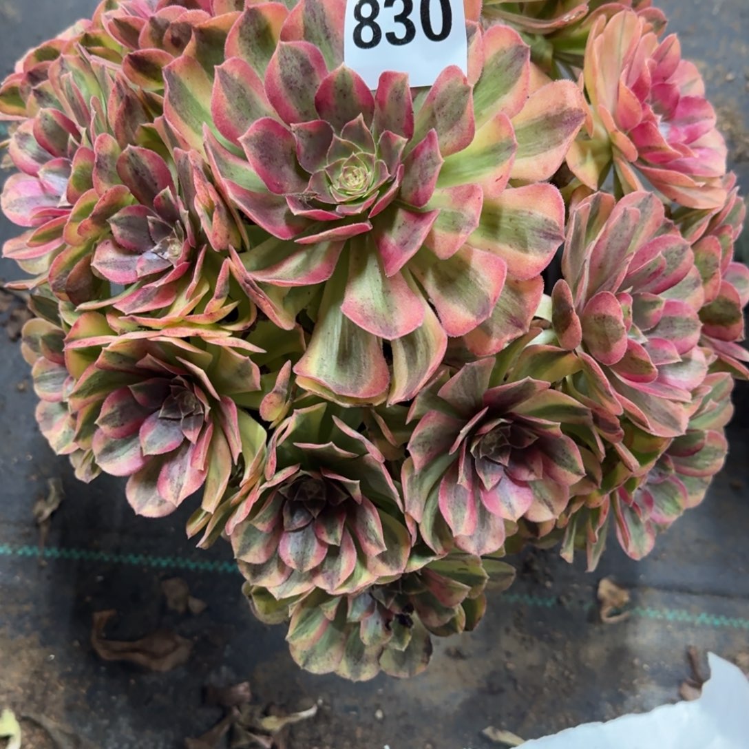 雨河多肉植物老庄830