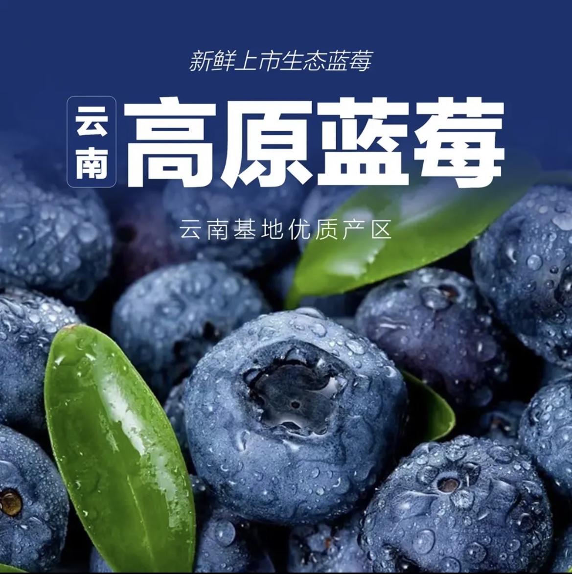 云南高山花香蓝莓产地直发新鲜采摘