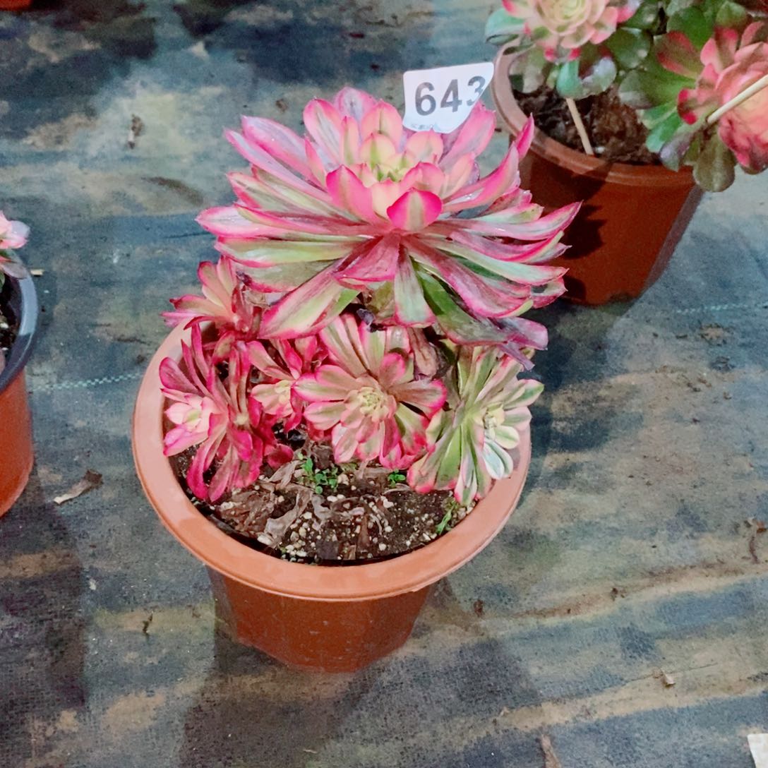 喜****8维纳斯643多肉1111