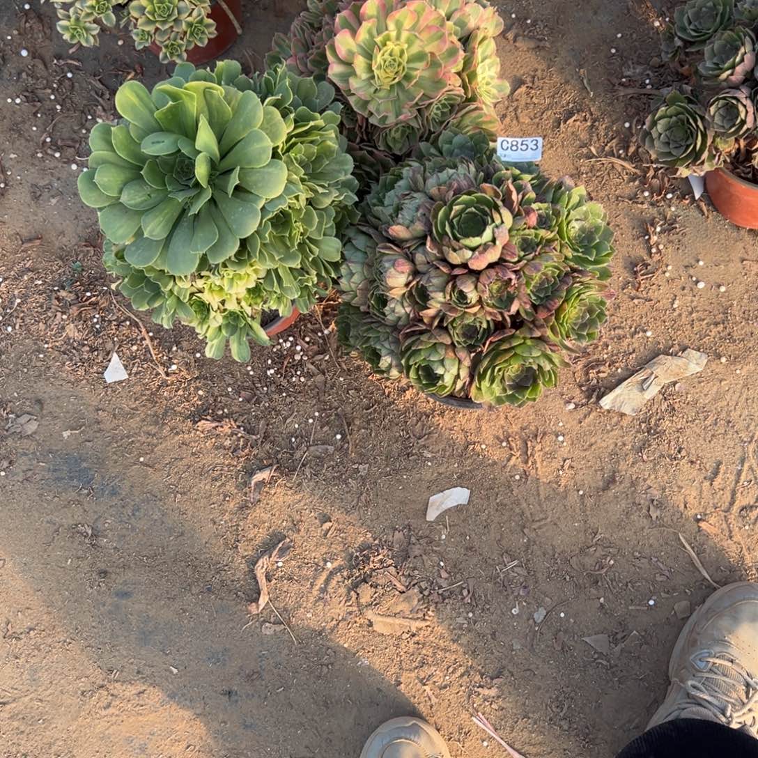 叫***️853三颗组合多肉植物