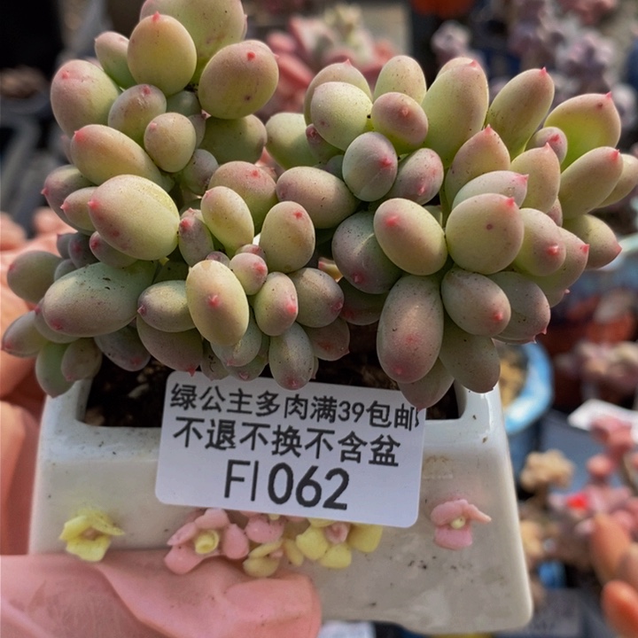 苹果奶缀化8c m1062多肉植物