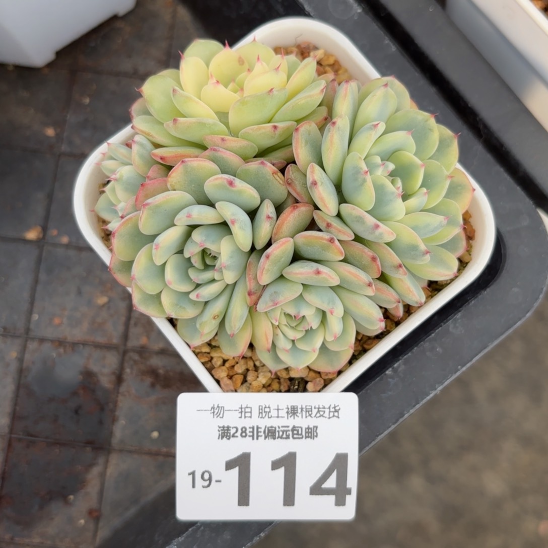 姬莲锦有砍多肉多肉多肉