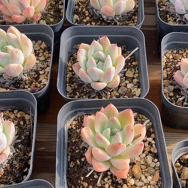 团。如梦令小单头。福利多多