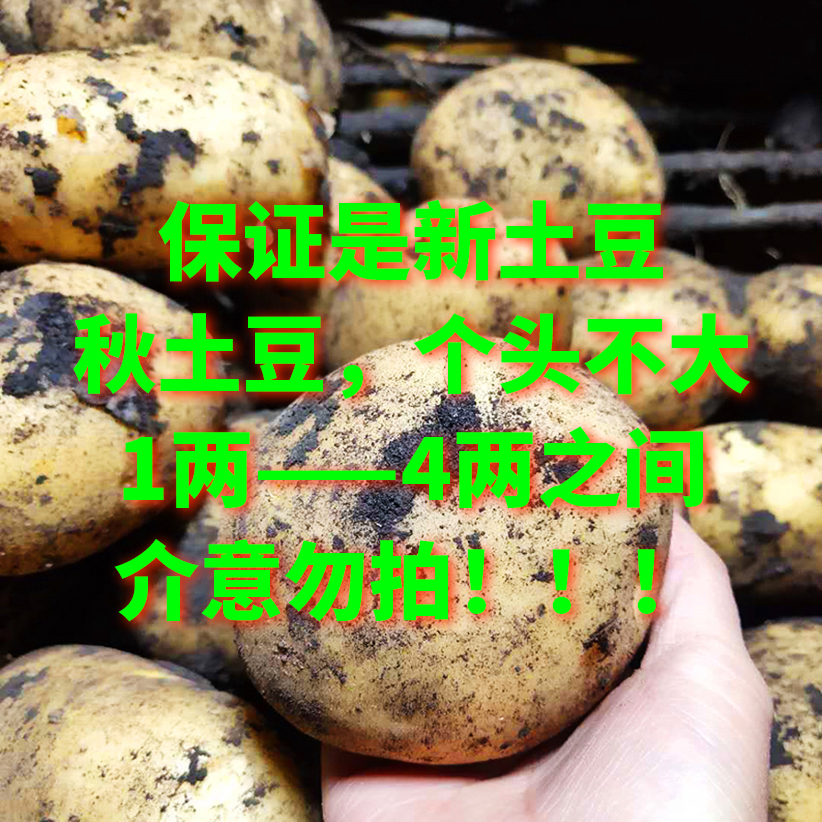 2025年的秋土豆上市了新鲜现挖土豆洋芋马铃薯新鲜土豆