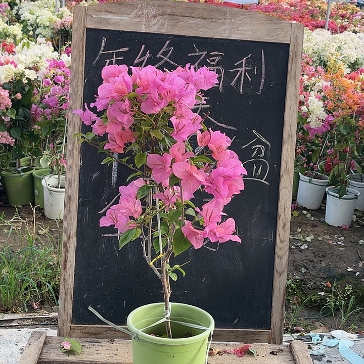 完全开放三角梅橙粉公主