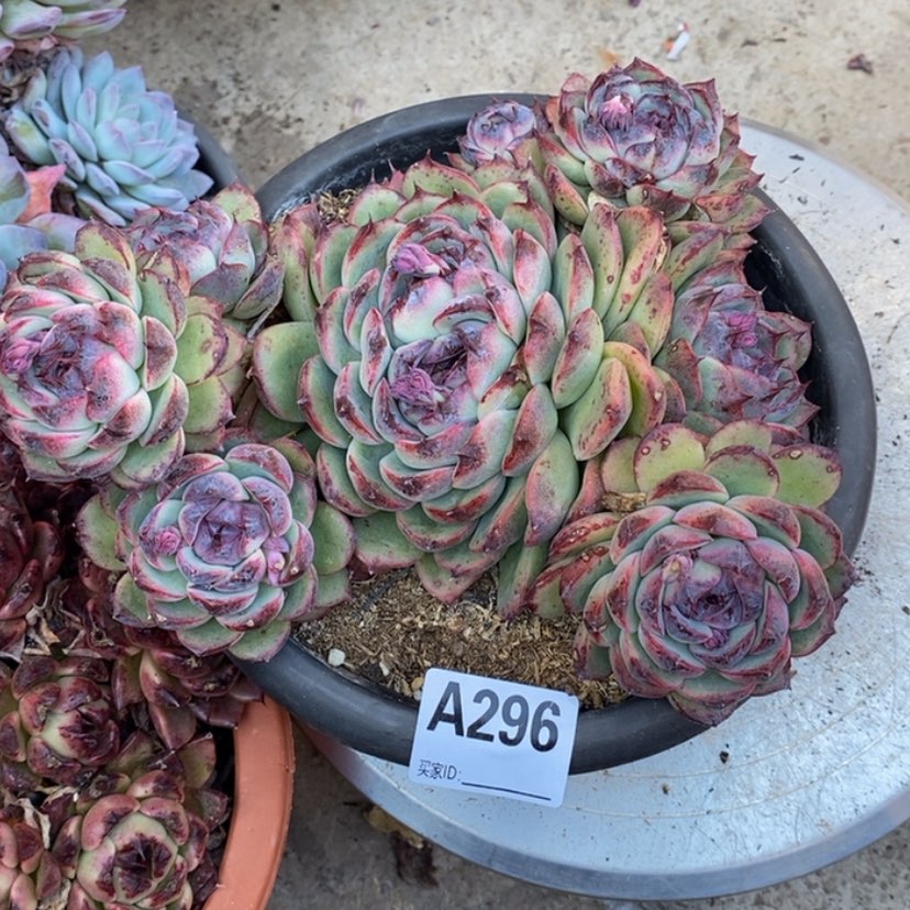 【闪购商品】落**?多肉植物