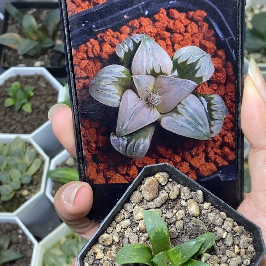 白百何实生寿一物一拍