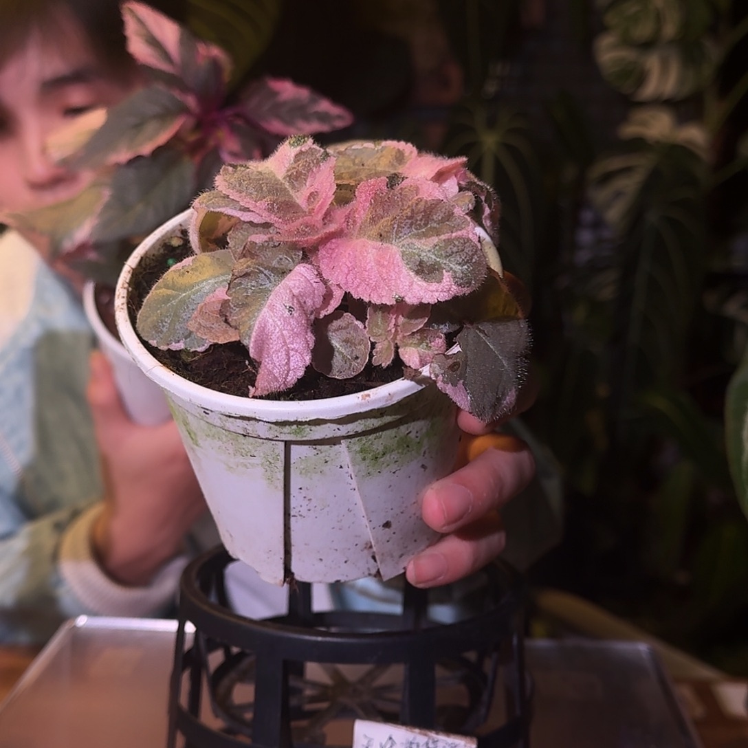 不开花植物M196喜嘤花