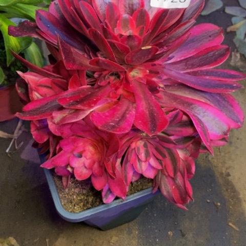 美杜莎多肉植物1723