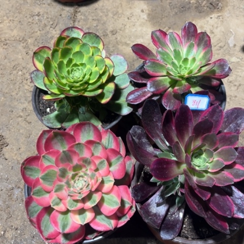 811多肉植物组合