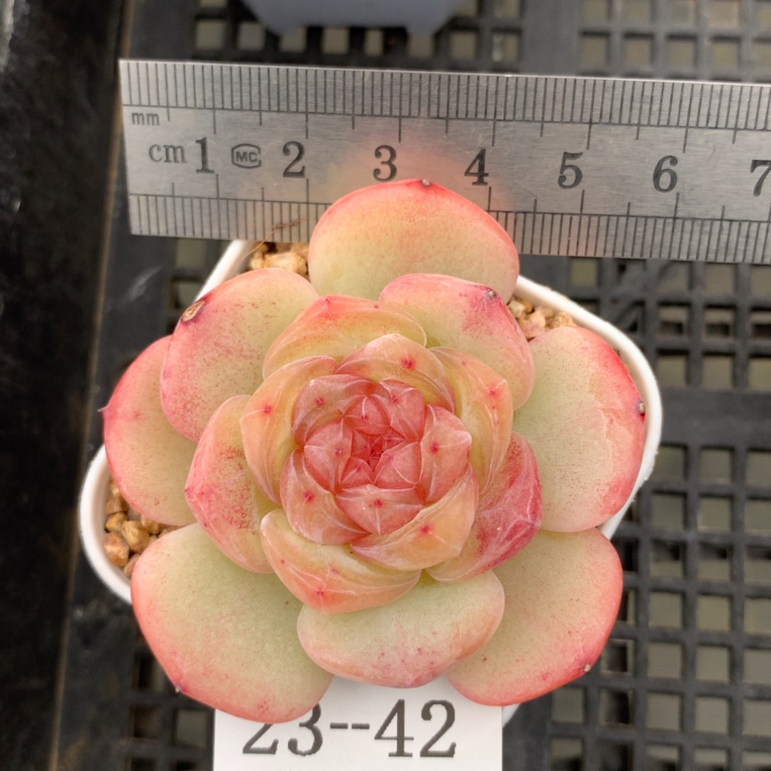 42。大富翁。珍妮糖心。