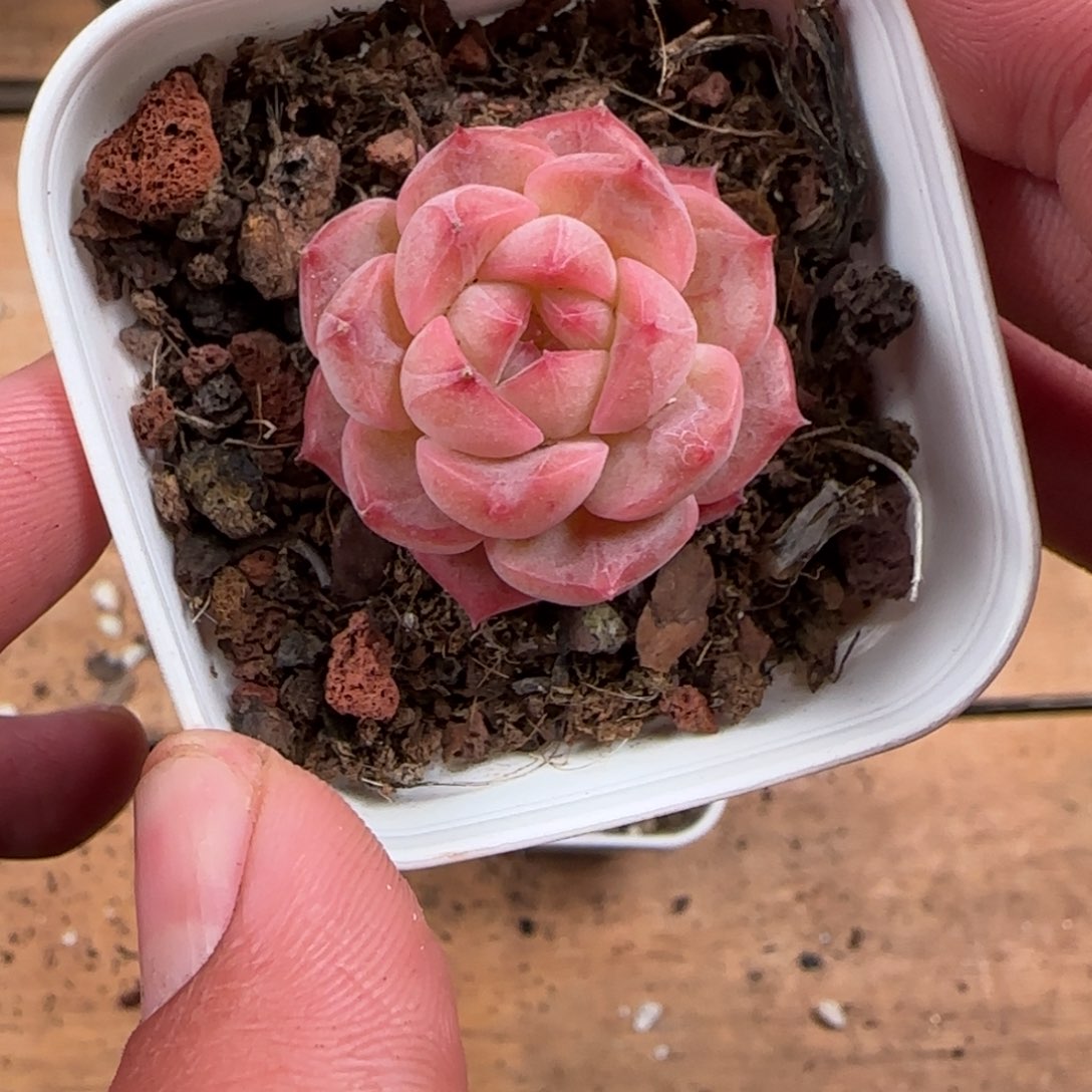 一物一拍麦秆糖心06143