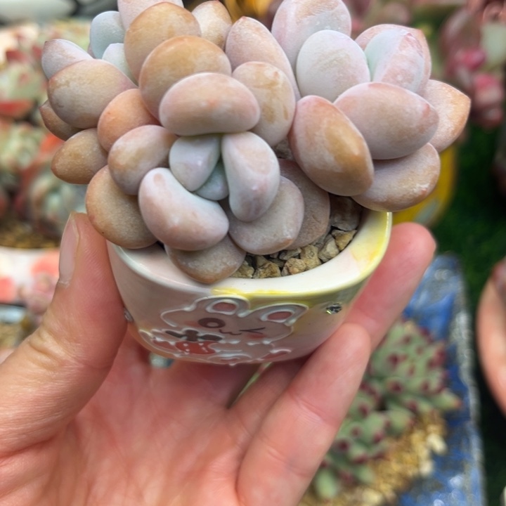 粉兔老庄带盆发货……